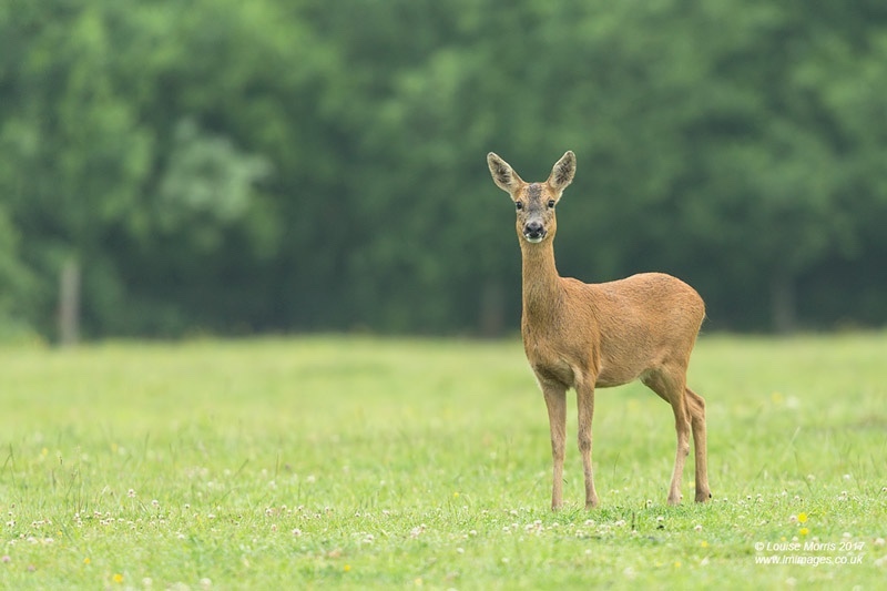  - Deer