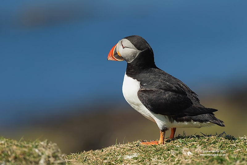  - Puffins