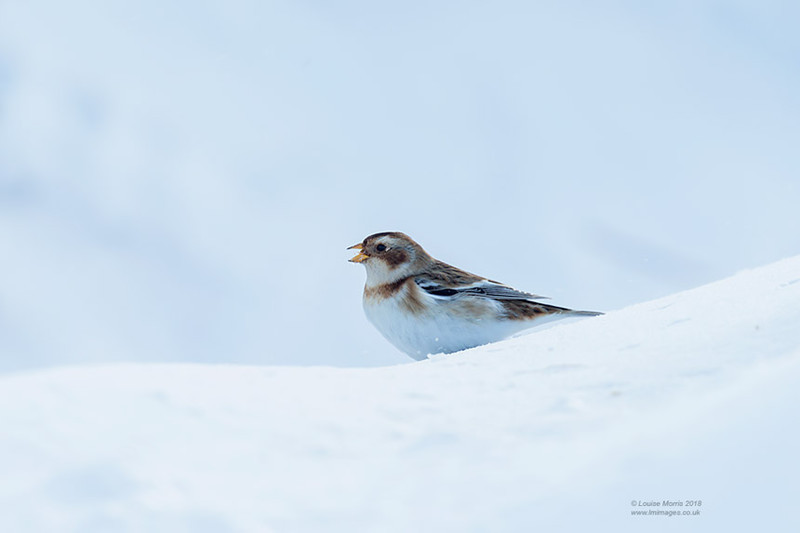  - Woodland & Garden Birds