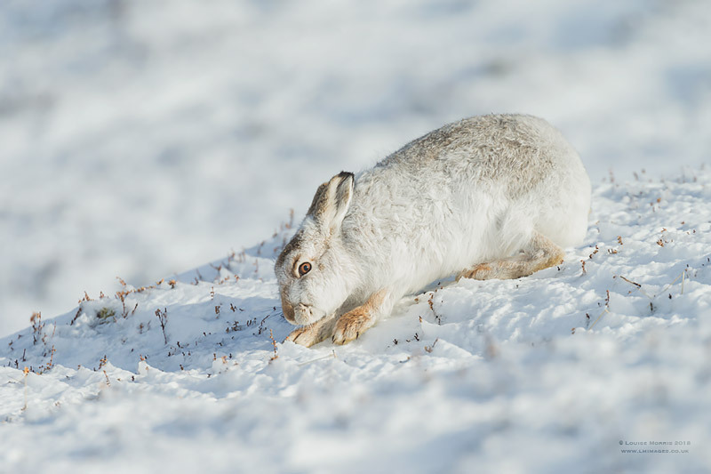  - Mountain Hare