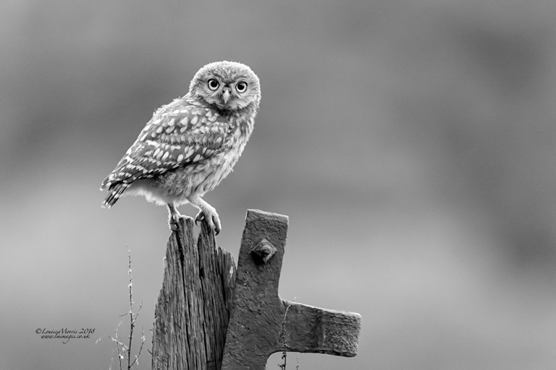  - Little Owls