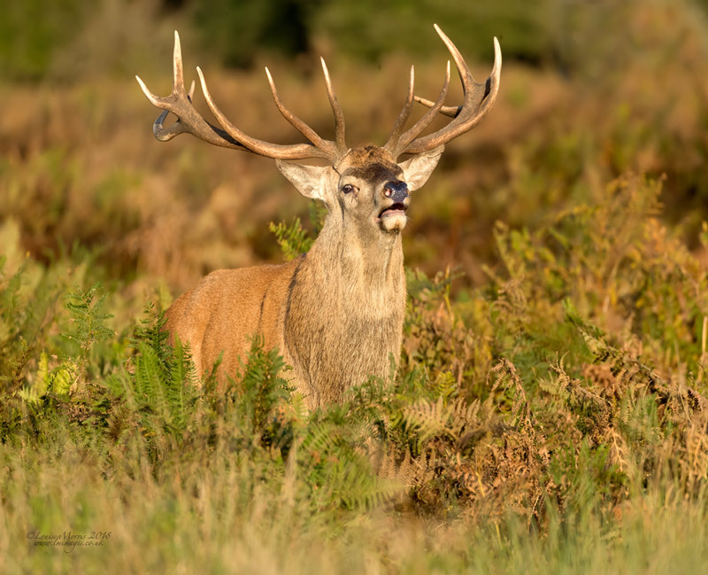  - Deer