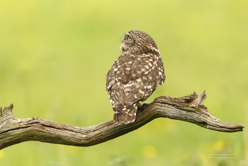  - Little Owls