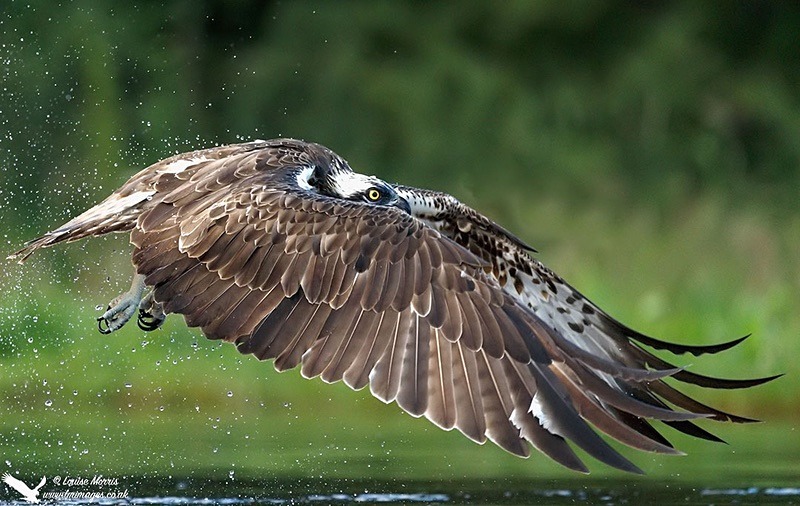 H Osprey July - 2018 Charity Calendar