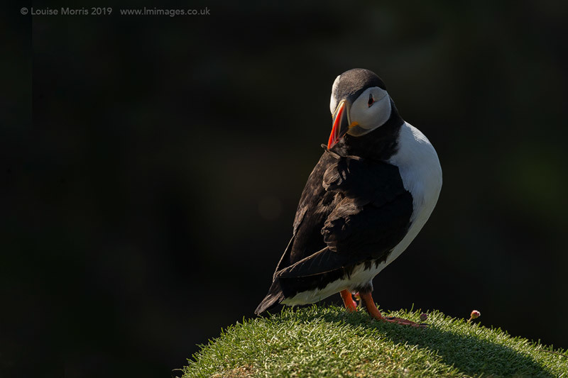  - Puffins