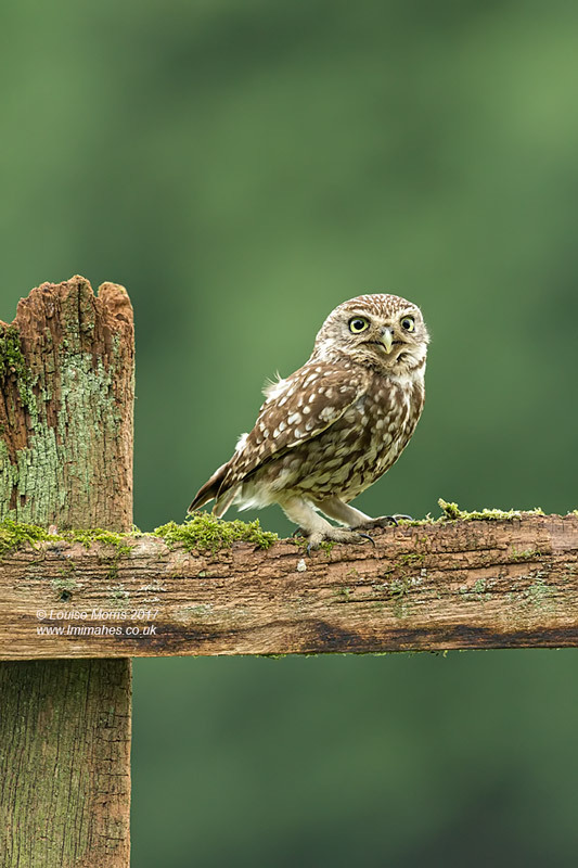  - Little Owls