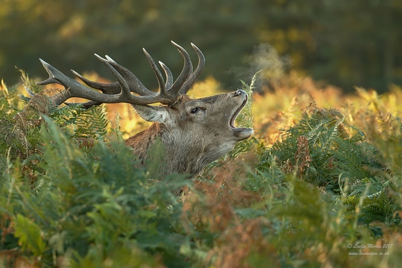  - Deer