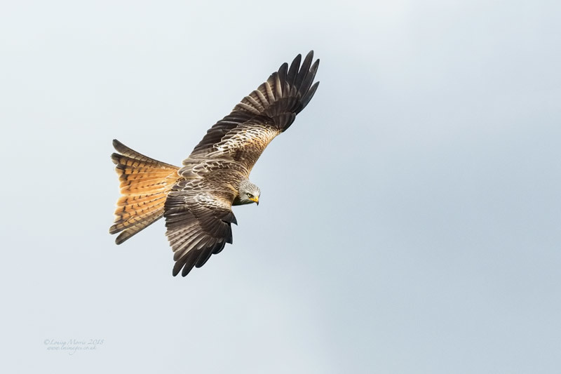  - Red Kites