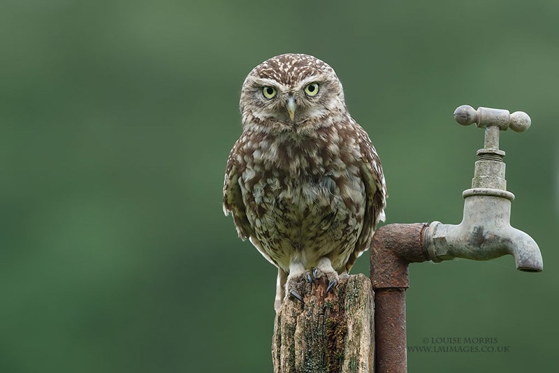  - Little Owls