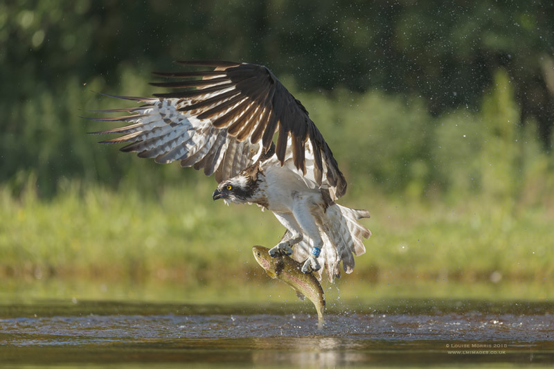  - Ospreys