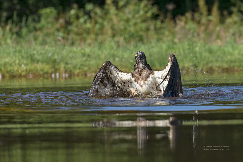  - Ospreys