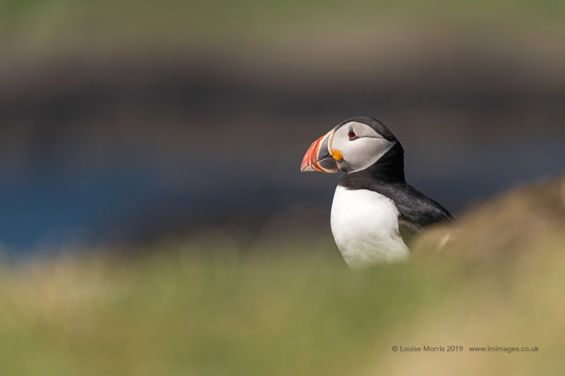  - Puffins