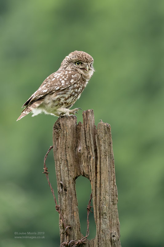  - Little Owls