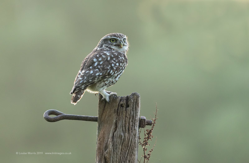  - Little Owls