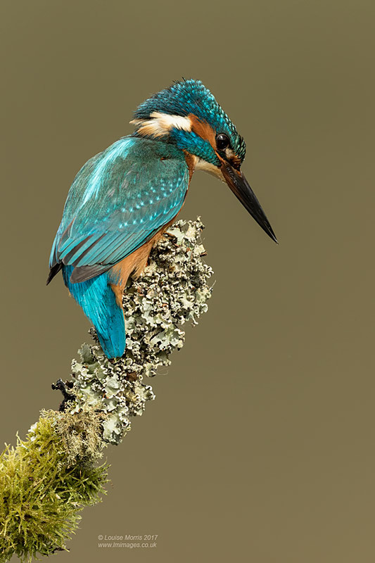  - Kingfishers