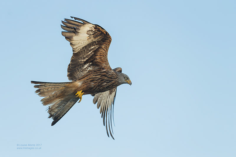  - Red Kites