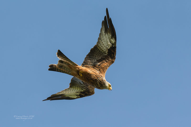  - Red Kites