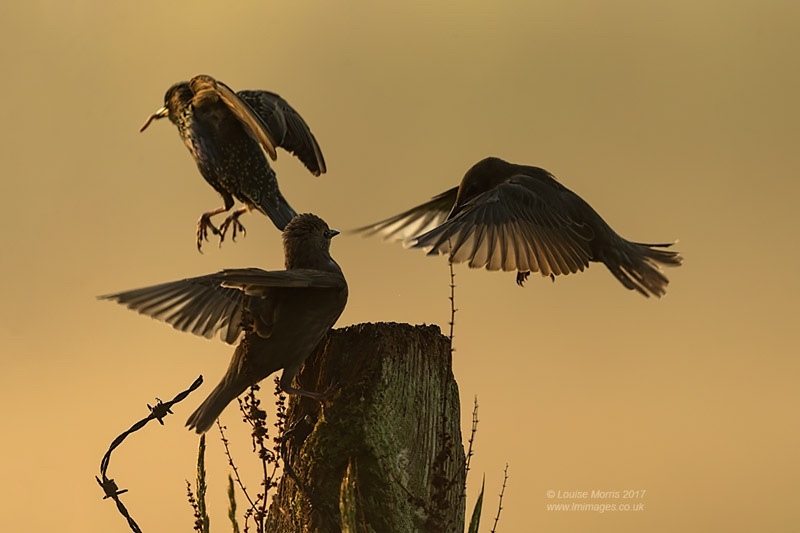  - Starlings