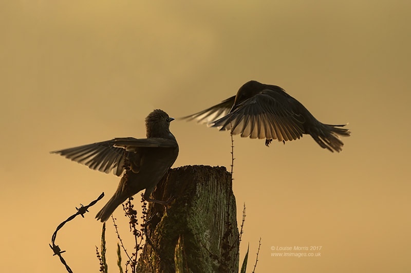  - Starlings