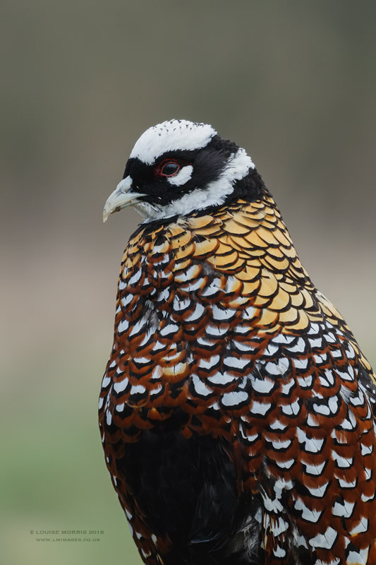  - Woodland & Garden Birds