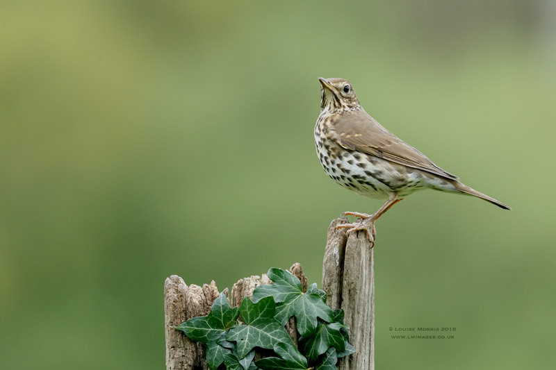  - Woodland & Garden Birds
