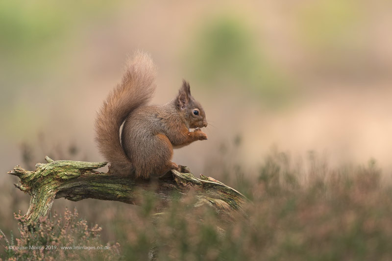  - Red Squirrels