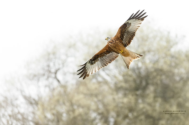  - Red Kites