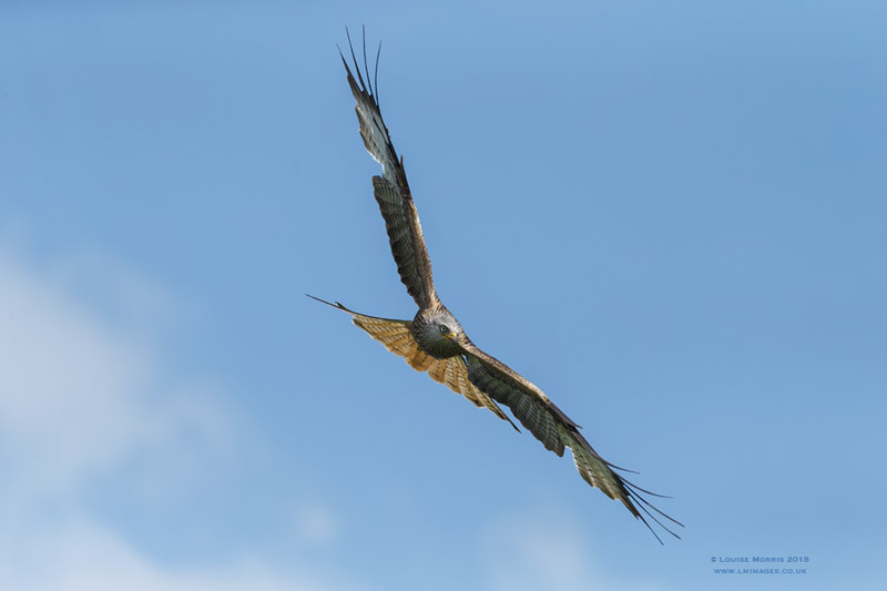  - Red Kites