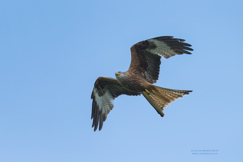  - Red Kites