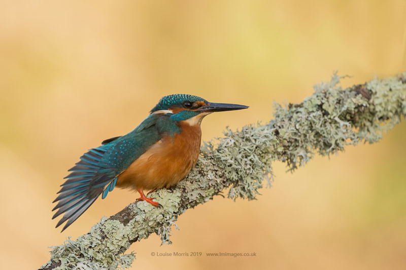  - Kingfishers