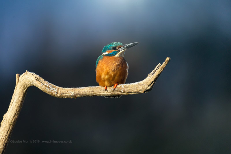  - Kingfishers