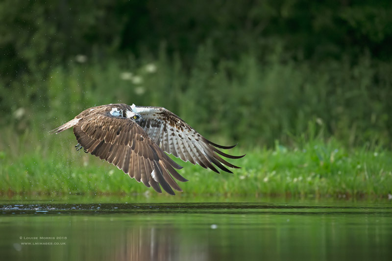  - Ospreys