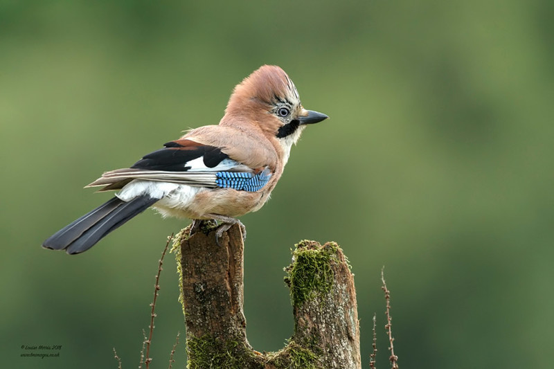 Eurasian Jay - 2019 Charity Calendar
