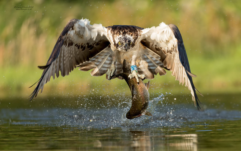  - Ospreys