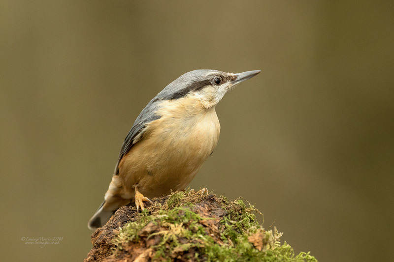  - Woodland & Garden Birds