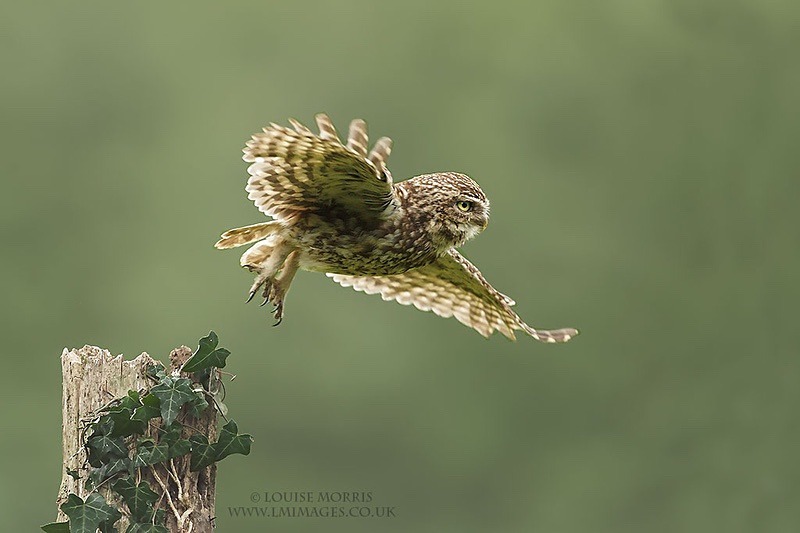 F Little Owl May - 2018 Charity Calendar