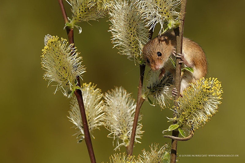 BHarvest Mouse January - 2018 Charity Calendar