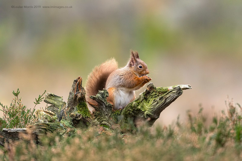  - Red Squirrels