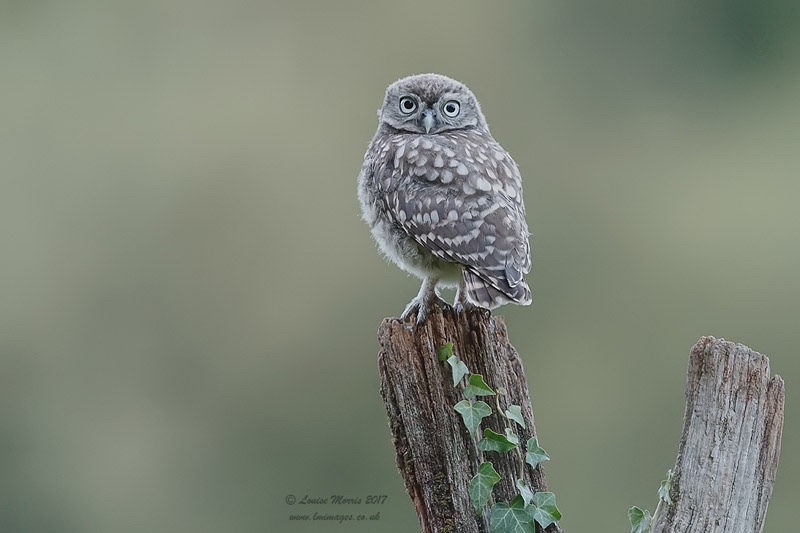  - Little Owls