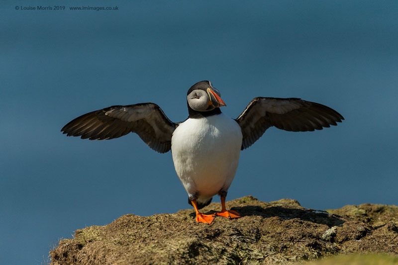  - Puffins