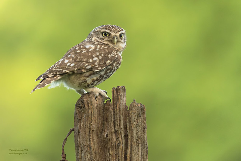 Little Owl - 2019 Charity Calendar