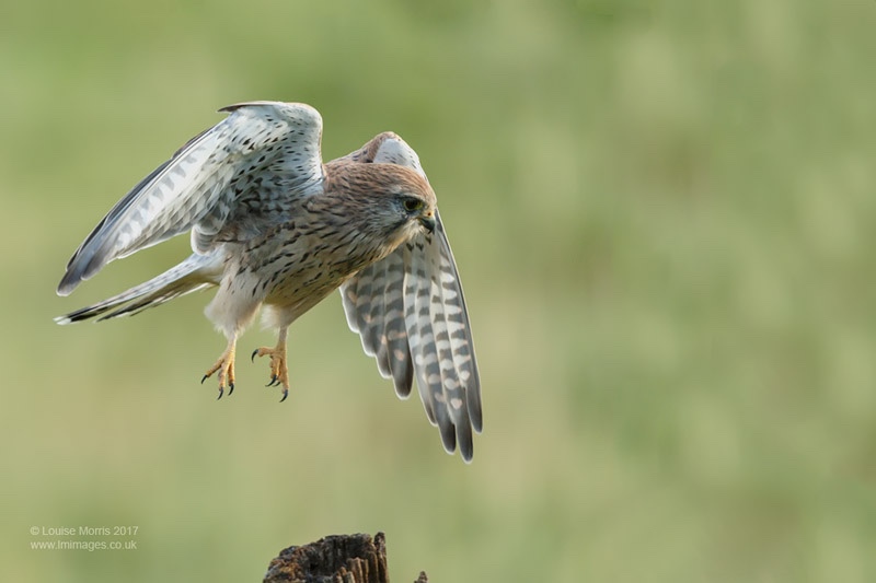  - Kestrels