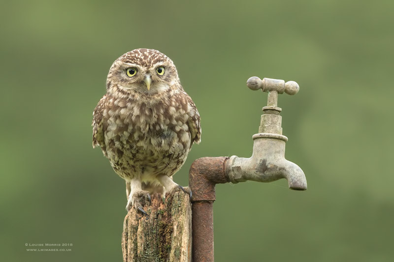  - Little Owls