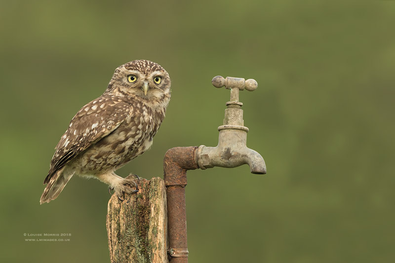  - Little Owls