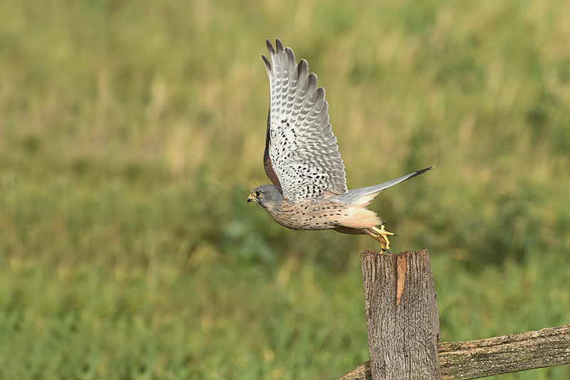  - Kestrels