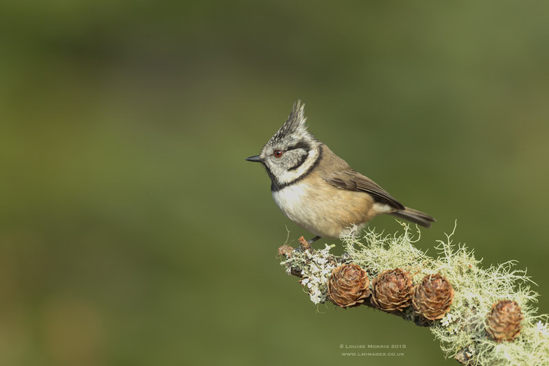  - Crested Tits