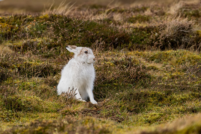  - Mountain Hare