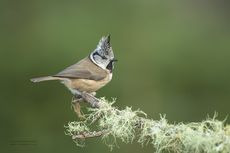  - Crested Tits