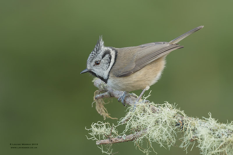  - Crested Tits