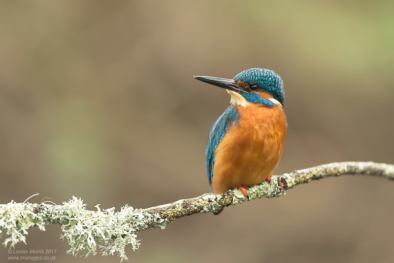  - Kingfishers